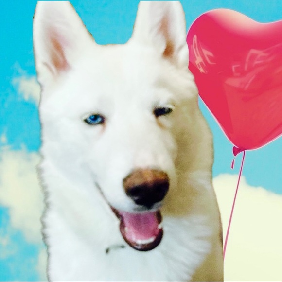 Meet the Posher ❤️ - Picture 8 of 12